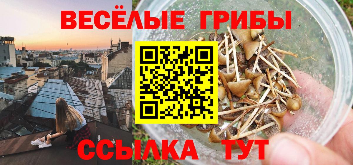 Домодедово  Галлюциногенные грибы Cubensis  наркота  Вход с VPN 